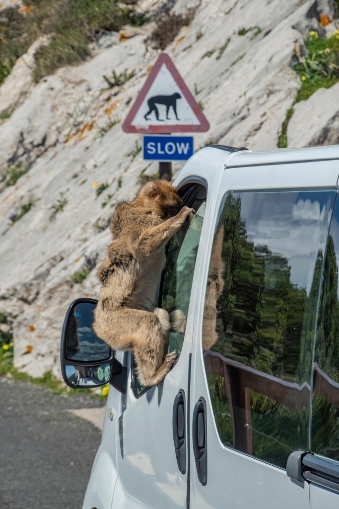 Gibraltar-monkeys