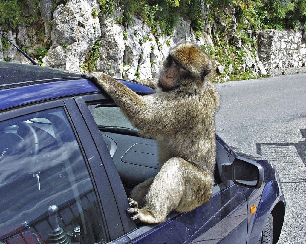 Gibraltar-monkeys2